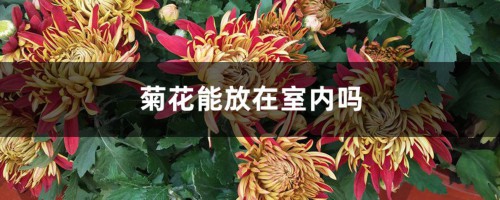 菊花能放在室内吗