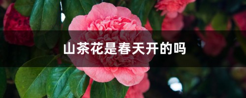 山茶花花期多长时间，怎么浇水施肥和管理