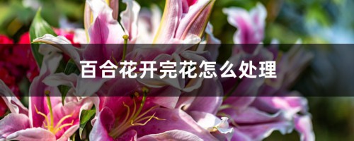 百合花开完花怎么处理