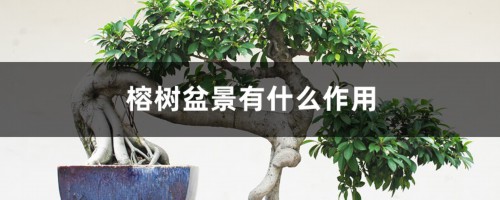 榕树盆景有什么作用