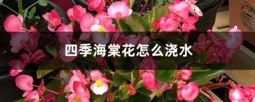 四季海棠花怎么浇水，多长时间浇水