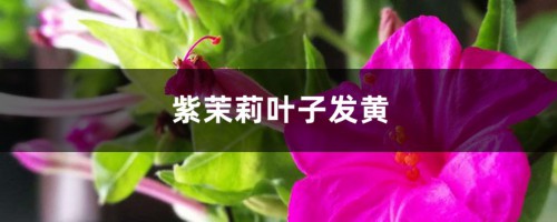 紫茉莉黄叶的原因和处理办法