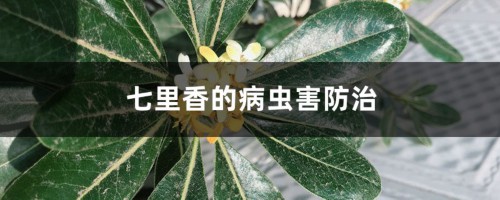 七里香的病虫害防治