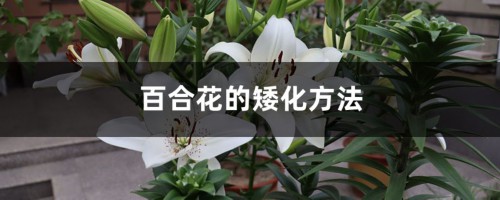 百合花的矮化方法