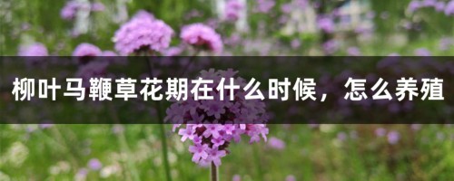 柳叶马鞭草花期在什么时候，怎么养殖